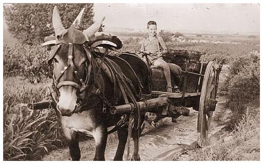 ancienne_vendanges1